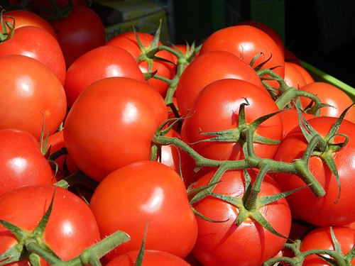 tomatoes-on-vine