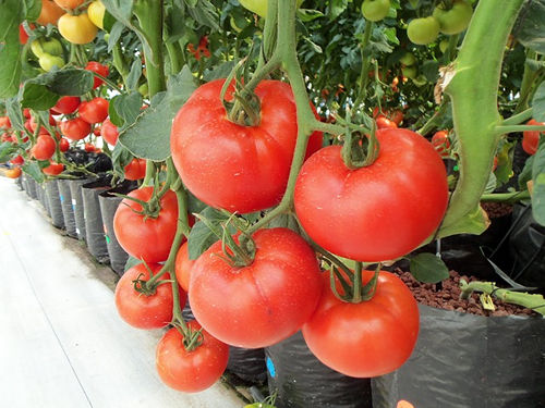 hydroponictomatoes