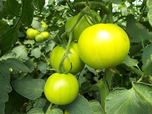 unripe-yellow-tomatoes