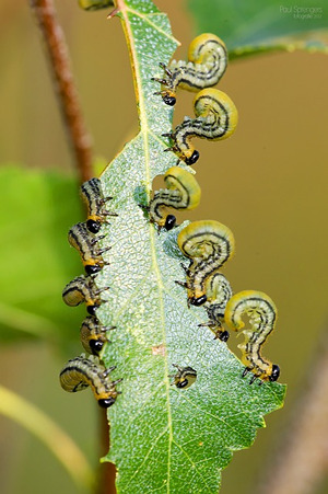 caterpillers-on-leaf
