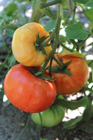 tomatoes-growing-in-soil